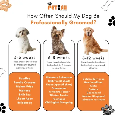 How often should your dog be professionally groomed? This handy infographic provides a general guideline based on breed and coat type, from every 3-6 weeks for poodles to 8-12 weeks for golden retrievers.