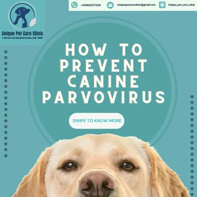 Preventing serious illnesses like Canine Parvovirus is one of my top priorities. This guide is the first step in educating dog owners on how to protect their beloved companions.