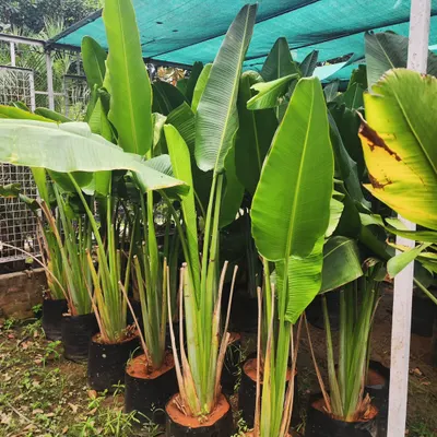 A row of healthy Traveller Palms in our nursery. With their stunning, fan-like leaves, these plants are one of the best choices for creating a bold, tropical look in any landscape.