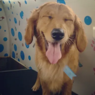 The look of pure bliss. This Golden Retriever is feeling relaxed and happy after a warm bath and professional grooming session in my quiet, stress-free van.