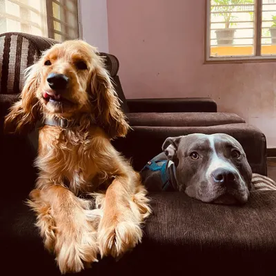 Who says the sofa is just for humans? Here, a Cocker Spaniel and a Pitbull show that the best spot in the house is the one you share with a friend. Our dogs are family, and they get to relax wherever they feel most comfortable.