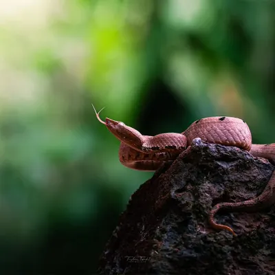 My first encounter with the elusive Hump Nosed Pit Viper in the Western Ghats. After a sudden shout from my guide, I switched to a macro lens and captured this intense moment as the viper tasted the air with its forked tongue.