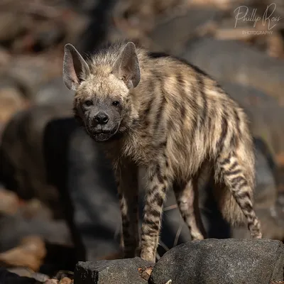 A rare daytime sighting of a Striped Hyena in Ranthambhore. These usually nocturnal animals play a vital role as nature's cleanup crew.