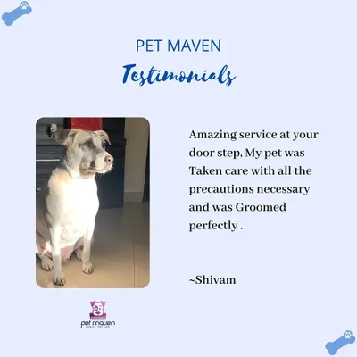 We love hearing from happy pet parents! This testimonial highlights our safe, thorough, and convenient at-home grooming service.