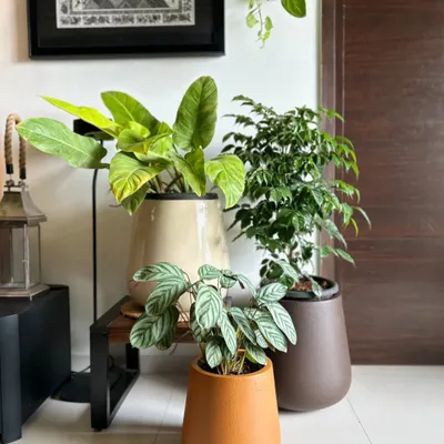 A close-up of my new planters. I love the earthy tones of these pots, which complement the vibrant green of the plants perfectly.