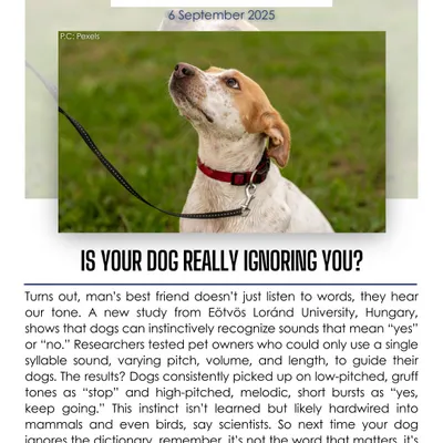 Is your dog really ignoring you? A new study shows that dogs instinctively recognize sounds based on pitch and tone, not just words. It's the music in your voice that matters more than the dictionary.