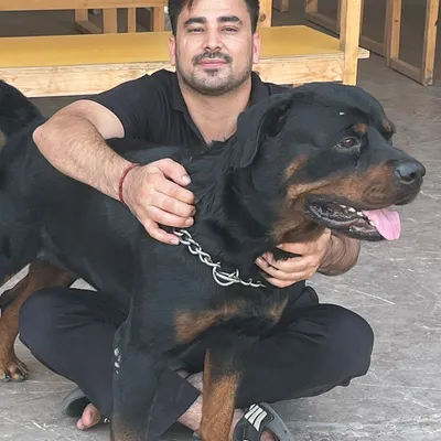 This is one of my boys, enjoying some love and care. My own dogs are the reason I started this journey, and they are the best hosts to our guests.