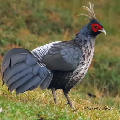 The male Kalij Pheasant, a spectacular game bird of the Himalayan foothills. Its glossy blue-black plumage, long crest, and bare red face make it a truly regal sight against the green mountain slopes.