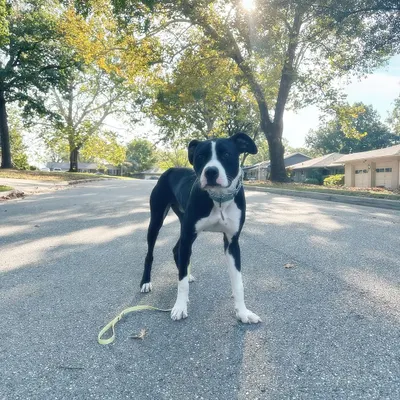 Adopt the Bart man. This sweet, energetic boy just finished a bootcamp with us to work on resource guarding. He's now at a very manageable level and is ready for his forever family.