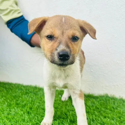 Adoption Alert. This adorable brown and white Indie puppy is looking for a loving family. He is full of curiosity and is at the perfect age to be trained and socialized.