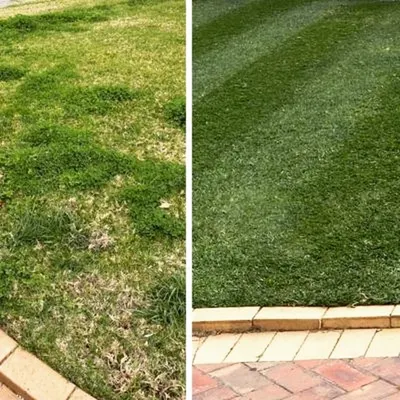 A perfect example of a lawn revival. On the left, you see a common sight in Bengaluru gardens: patchy grass mixed with weeds. On the right is the result after my lawn care service, looking lush and neat.