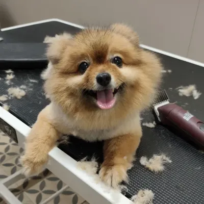 This happy Pomeranian is all smiles mid-haircut. We create a positive and comfortable environment so even the grooming process itself is an enjoyable experience for your pet.