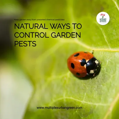 Did you know you can control garden pests naturally? Methods like attracting beneficial insects, such as the ladybug shown here, and using physical barriers are effective ways to protect your plants without resorting to harmful chemical pesticides.