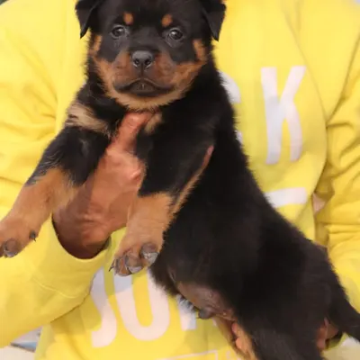 A close-up of a 43-day-old Rottweiler male puppy. You can see his distinct markings and alert expression. He is healthy and has a bold but friendly personality.