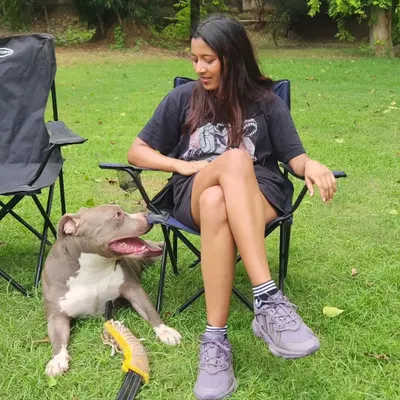 Taking a break during a play session with this lovely Pitbull. It's important to teach dogs how to settle and relax during play to prevent over-arousal.