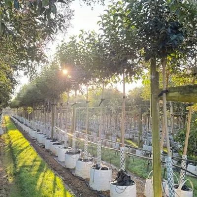 Our process often begins at the nursery. We hand-select high-quality, healthy trees and plants to ensure every landscape we install has the best possible start.