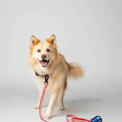 This happy dog is ready for a walk, showing off a colorful leash and harness set. In my studio shoots, I ensure the lighting is just right to highlight the product's features while capturing the pet's personality. This is a great example of a clean e-commerce pet product photo.