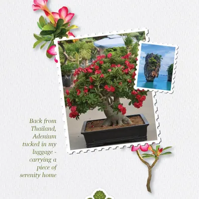Fresh from Thailand, this Adenium carries a piece of tropical serenity. Its stunning desert rose blooms bring an exotic and elegant touch to any collection.