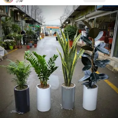 Here are four of the best air-purifying and easy-care indoor plants you can get: Areca Palm, ZZ Plant, Snake Plant, and a Rubber Plant. They look great together in these modern ceramic pots.