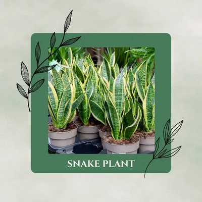 The Snake Plant is a true superhero. Not only is it incredibly hard to kill, but it also works overnight to convert CO2 into oxygen, making it one of the best air purifiers for the bedroom.