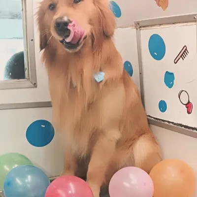 Ozzy the Golden Retriever is the star of his own birthday bash! I set up balloons and everything to make his grooming session feel like a real celebration.
