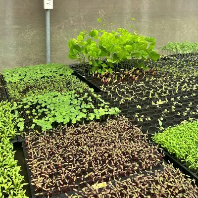 A vibrant collection of seedlings and microgreens in our nursery. We cultivate a wide range of crops, from red amaranth to various cresses, to meet the diverse needs of our clients.