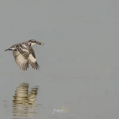 A Pied Kingfisher in flight with a small fish, its reflection visible in the water below. A classic wildlife photography shot that captures a moment of success.
