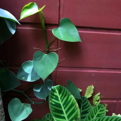 Planting against this red wall felt like painting. The vibrant green of the Philodendron and the striped Calathea zebrina create a stunning contrast.