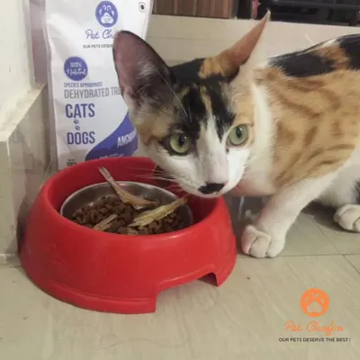 A refined palate deserves a refined treat. This beautiful calico is enjoying our air-dried anchovies, a human-grade snack that's the perfect blend of taste and health.