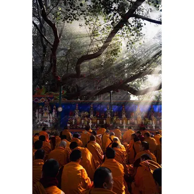 Monks are seated in deep meditation under the Bodhi tree as morning light streams down. This image captures the serene and powerful atmosphere of collective prayer at the Mahabodhi Temple complex.