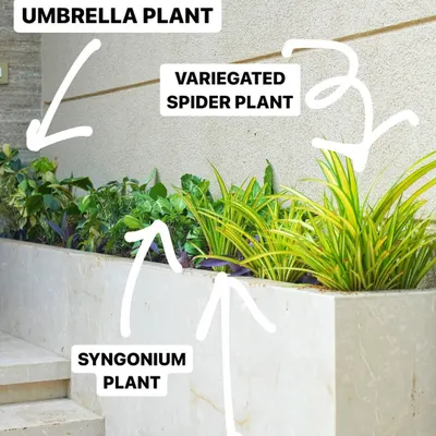 A perfect green cluster for a walkway with less sunlight. We used a mix of Umbrella Plant, Variegated Spider Plant, Syngonium, and Purple Heart to create a mini-jungle with different shades of green and a pop of color.