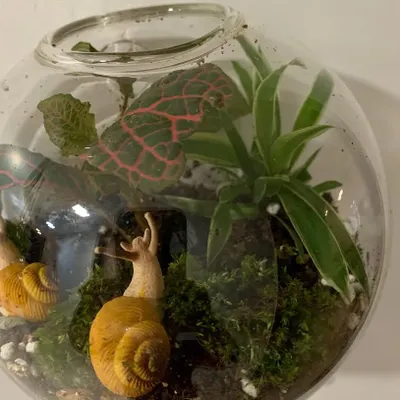 This whimsical glass terrarium houses a Fittonia plant and some bright green moss. I added two miniature snail figures to create a charming little scene, showing how small details can add personality to a miniature garden.