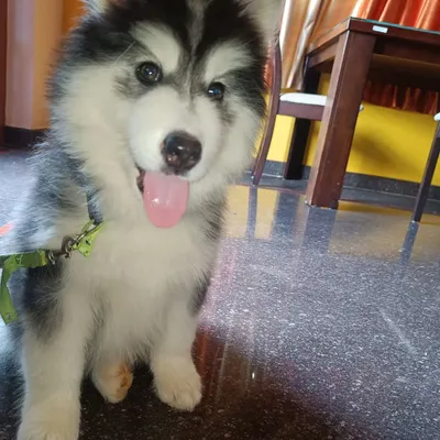A clear, happy portrait of a Siberian Husky puppy at our facility. Their well-being and comfort are our top priorities, and we are experienced in handling this beautiful breed.