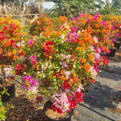 A close-up of a multi-grafted Bougainvillea bush, bursting with a mix of orange, red, and pink flowers. These are perfect for adding a long-lasting explosion of color to your garden.