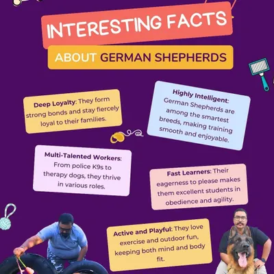 This infographic shares some interesting facts about German Shepherds. Their intelligence, loyalty, and versatility make them excellent students in obedience and agility.