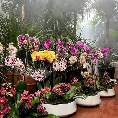 A stunning lineup of our Phalaenopsis Orchid arrangements, showcasing the incredible variety of colors we offer. From pure whites and soft pinks to vibrant yellows and speckled patterns, each one is a work of art.