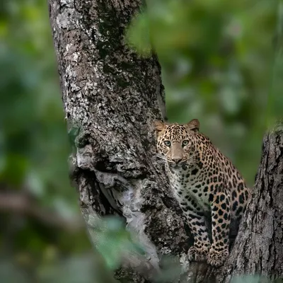 A leopard perched on a tree in Kabini, the leopard heaven of India. The lush green backdrop is perfect for creating stunning portraits of these elusive cats.