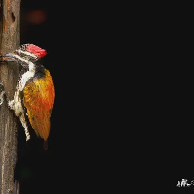 The Black-rumped Flameback, also known as the Golden-backed Woodpecker. The fiery golden-yellow on its back truly makes it look like a flame against the dark background.