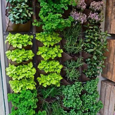A vertical herb garden installation. We can design these for your kitchen or balcony, providing fresh herbs like parsley, mint, and rosemary right at your fingertips.