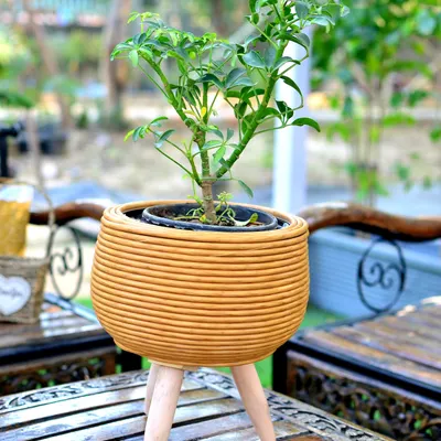 This ribbed ceramic planter on wooden tripod legs is one of my most popular styles. It gives a plant height and a modern, Scandinavian feel, fitting perfectly with contemporary home decor.