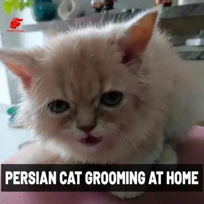 This fluffy Persian cat is ready for its at-home grooming session. I understand the unique needs of long-haired cats and provide expert care.