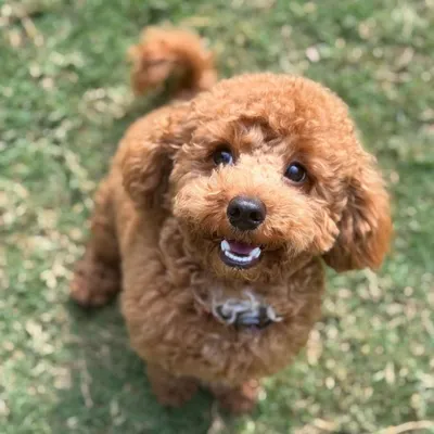 The adorable face of Milo, a happy poodle who stayed with us. We love capturing these sweet, expressive moments.