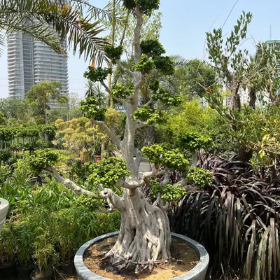 This is a magnificent Ficus bonsai, aged for decades to achieve this thick trunk and beautiful canopy. It's a true living sculpture, perfect for a grand entrance or a central feature in a high-end landscape.