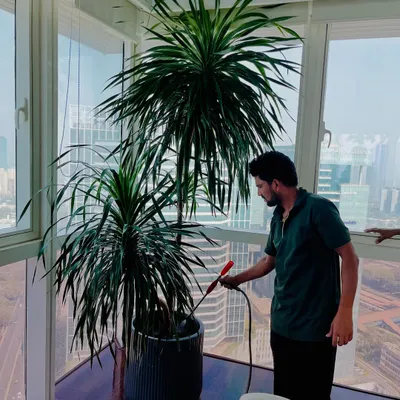Keeping your plants healthy is key. Here I am providing garden maintenance for a large indoor Dracaena plant in a high-rise apartment, ensuring it stays lush and pest-free.
