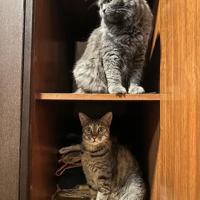 Meet Noor (top), a 6-year-old Persian British Shorthair, and her sister Muezza (bottom), a 6-year-old Bengal. They are a bonded pair and must be adopted together.