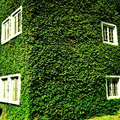 This building is completely covered by a dense green facade, showcasing a large-scale installation. This living layer of greenery helps regulate the building's temperature by reducing heat absorption from the sun.