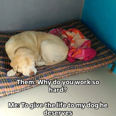 This is why we work so hard. To give our dogs the life they deserve, complete with comfy beds and sweet dreams after a day of fun.