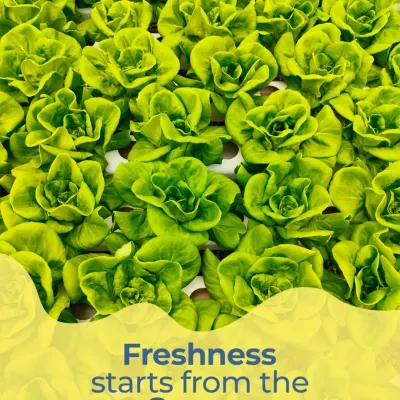 We believe freshness starts at the source. Great meals don’t begin in the kitchen, they begin on the farm with thoughtfully grown greens that make wellness feel natural.