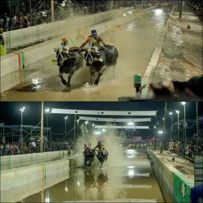 A pair of dynamic shots from a night Kambala event, showing the buffaloes and their jockey kicking up a massive splash. I use fast shutter speeds to freeze the water droplets and capture the explosive energy of the race.
