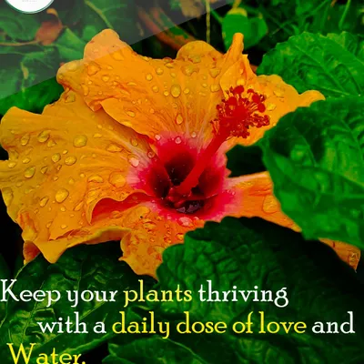 A daily dose of love and water is key to a thriving plant. This vibrant hibiscus flower covered in morning dew is a beautiful reminder to keep your leafy friends hydrated.